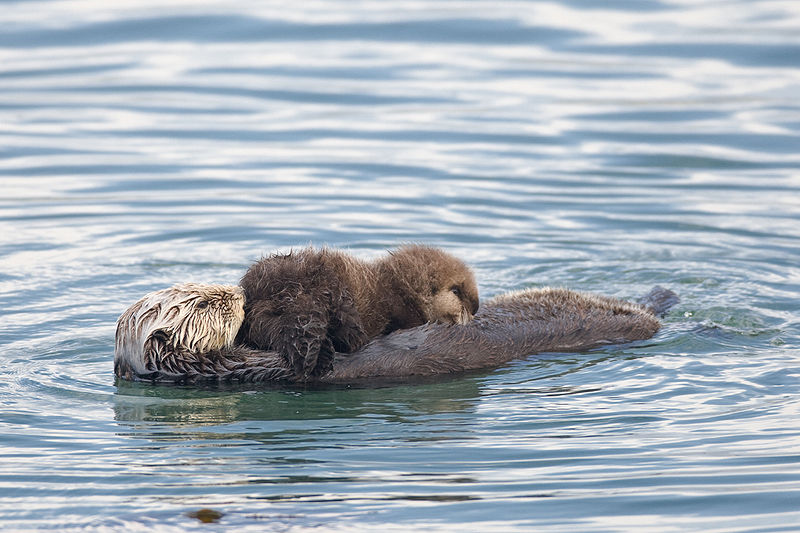 D finition Loutre De Mer Enhydra Lutris